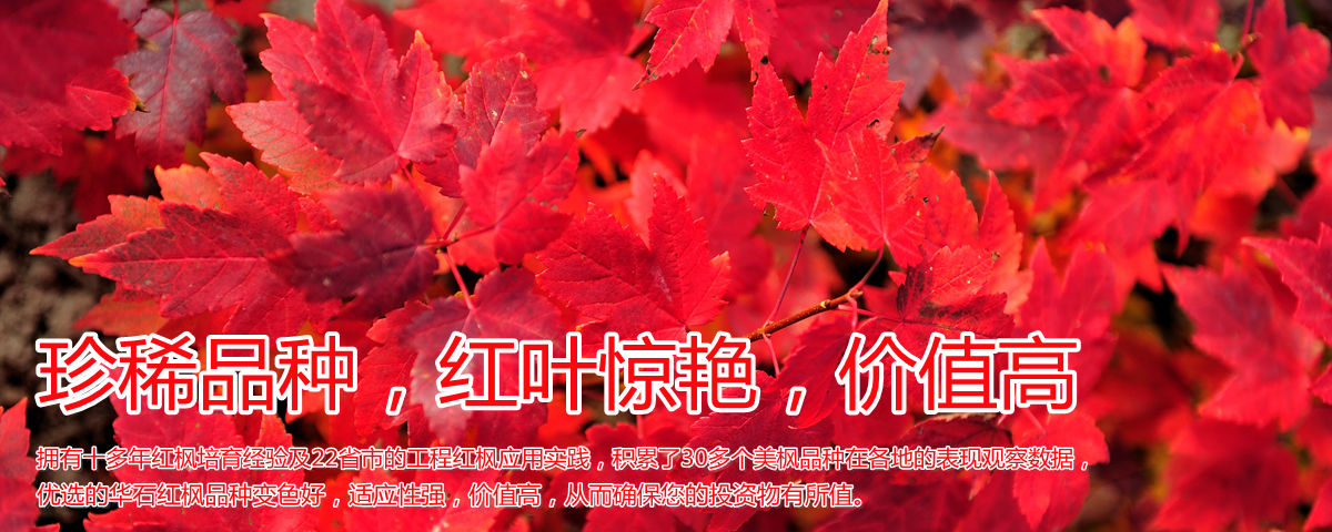 變色驚艷、品種稀缺、價值高