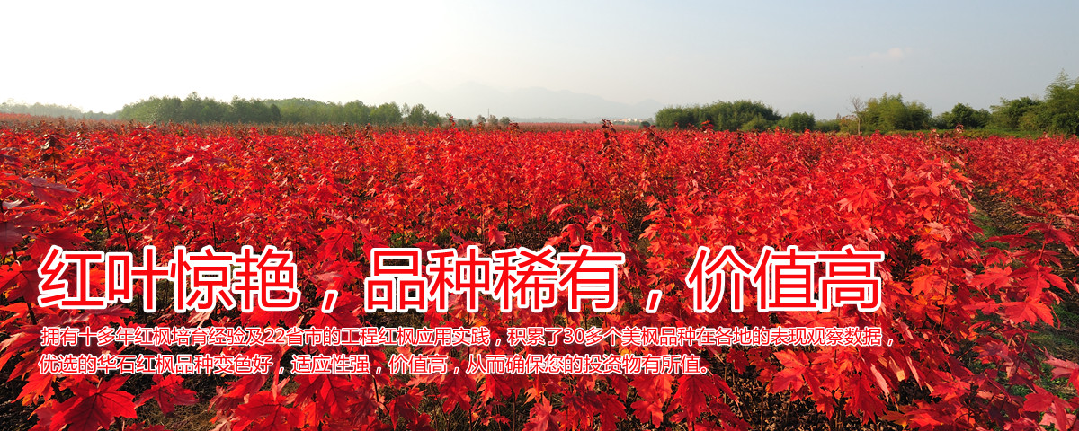 變色驚艷、品種稀缺、價值高