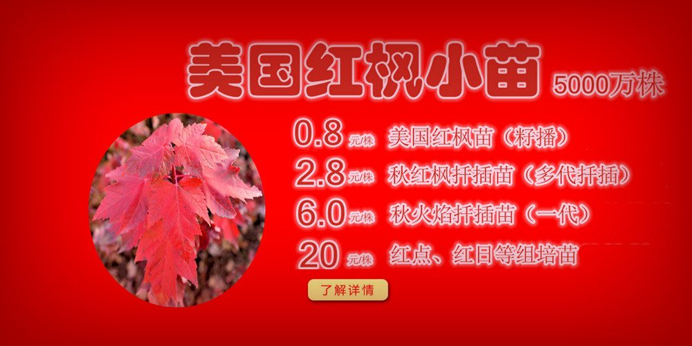 夕陽(yáng)紅、十月光輝、紅點(diǎn)紅楓、美國(guó)紅楓小苗質(zhì)佳價(jià)平回饋廣大客戶(hù)，接受2017-2018季苗預(yù)定！