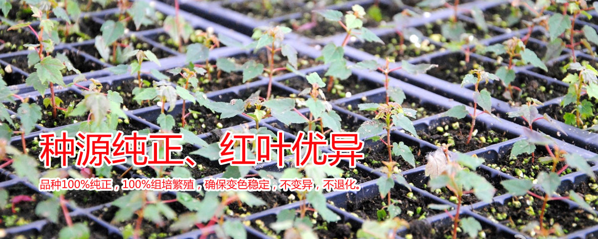 種源純正、表現(xiàn)優(yōu)異